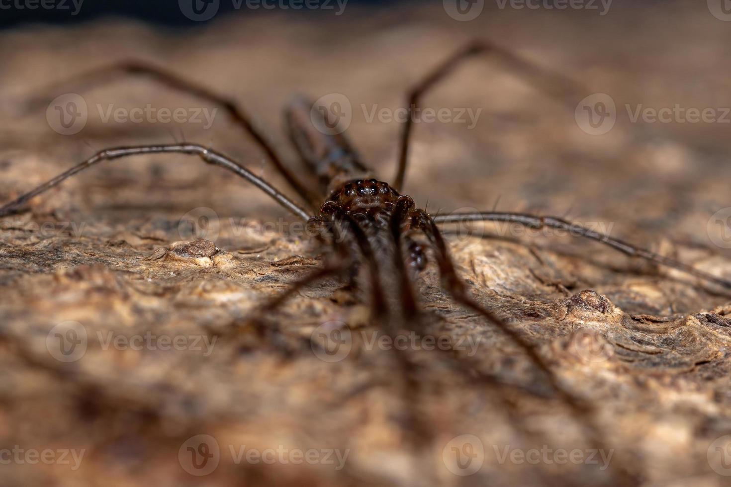 långkäftad orbweaver spindel foto