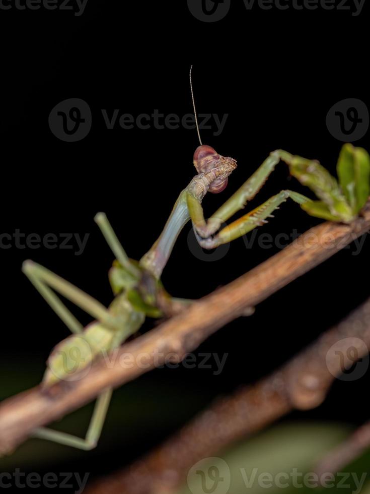 liten mantid nymf foto