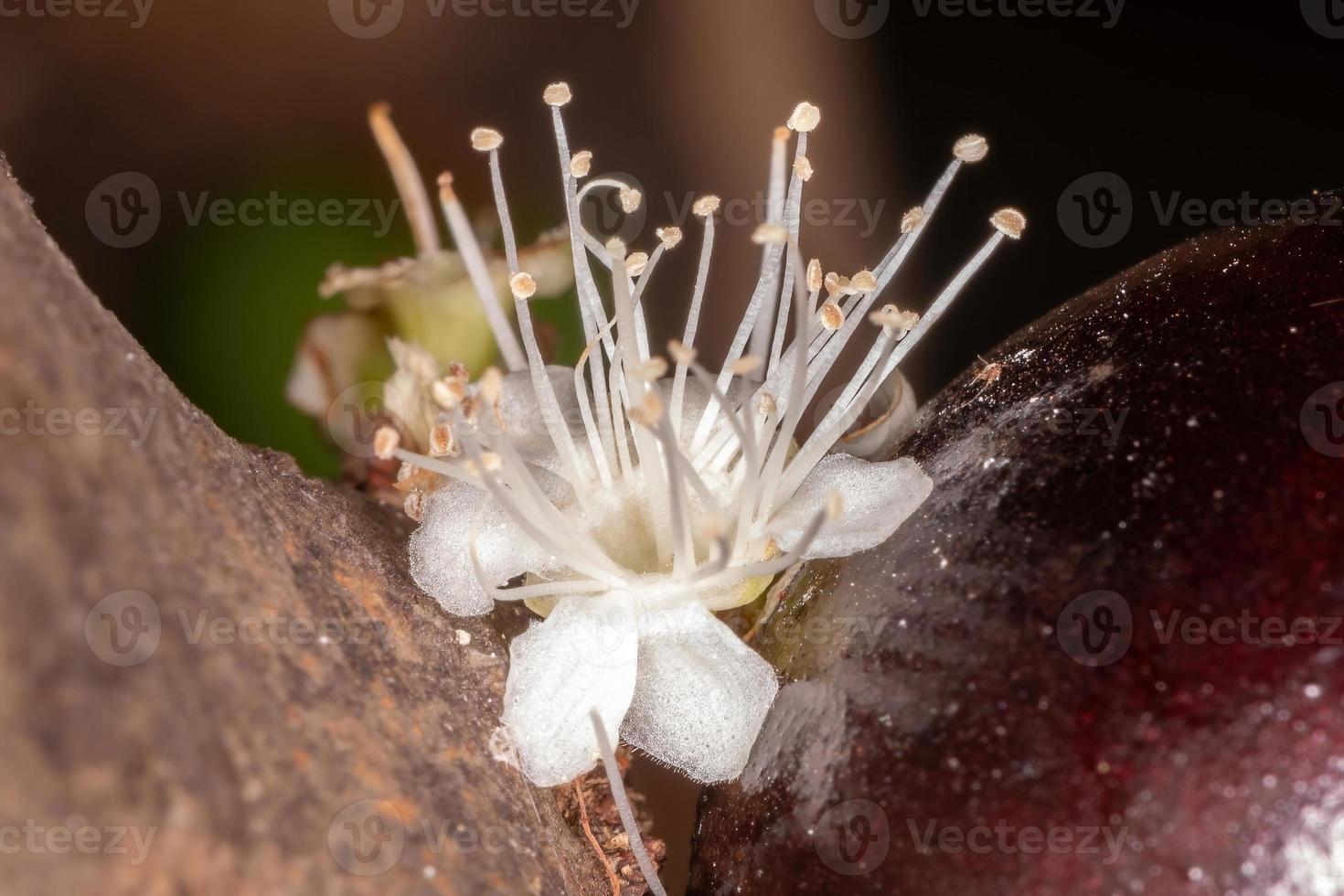 blommor av ett jaboticaba -träd foto