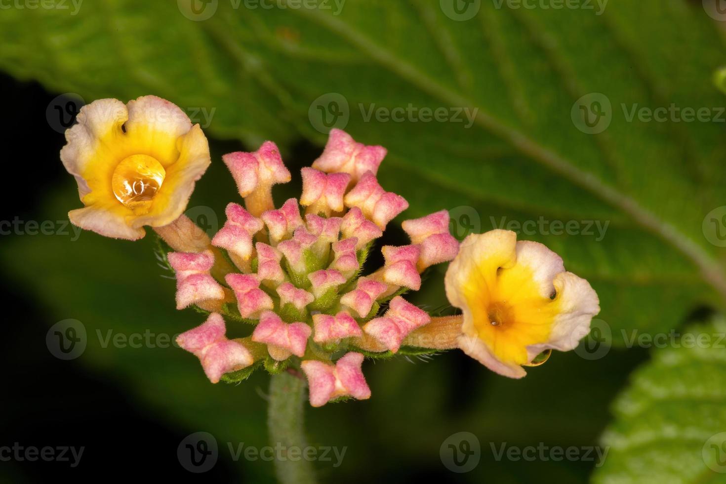 blomma av vanlig lantana foto