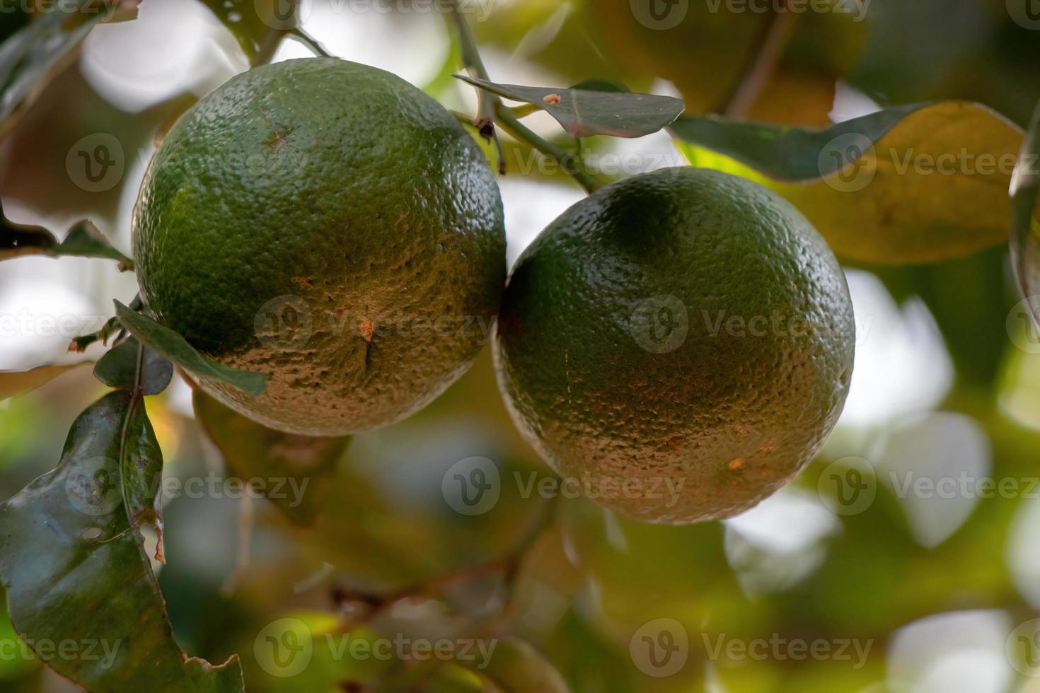 apelsinfrukt med selektivt fokus foto