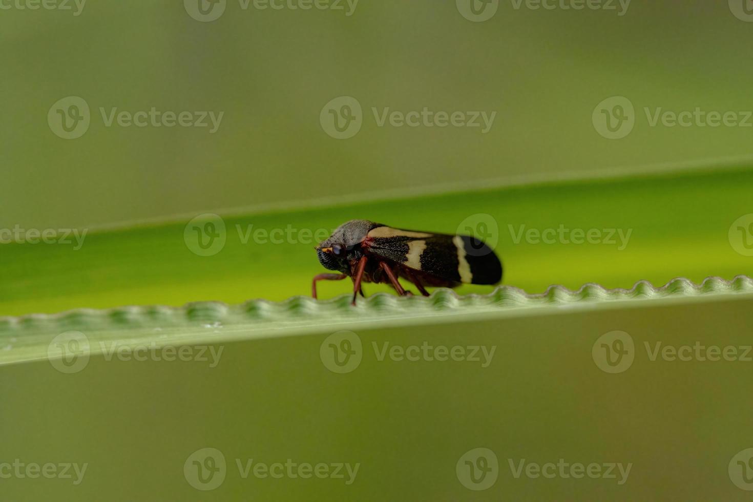 vuxen froghopper insekt foto