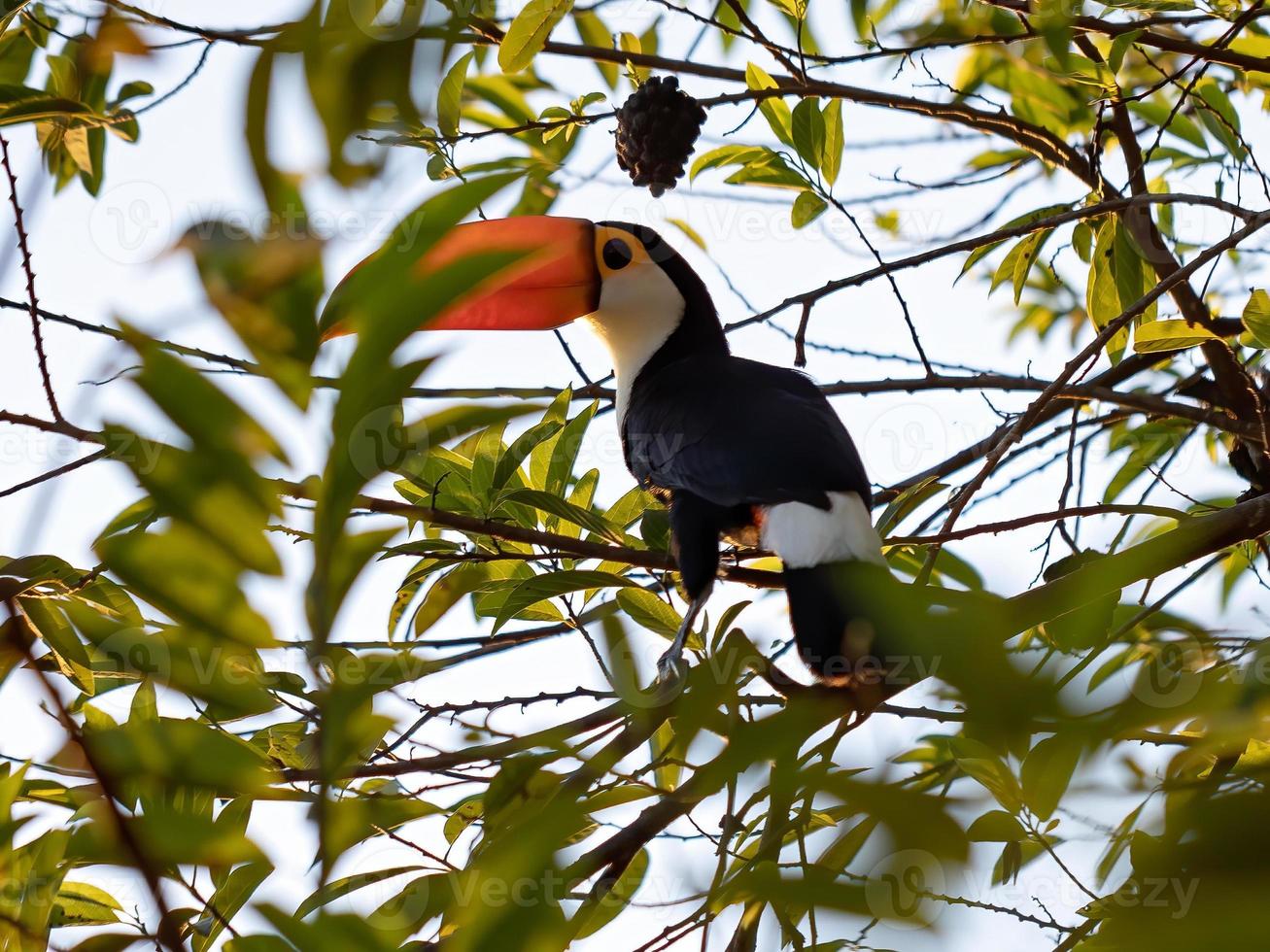 vuxen toco toucan foto