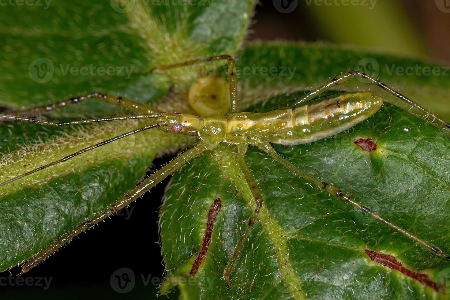 assassin bug nymf foto