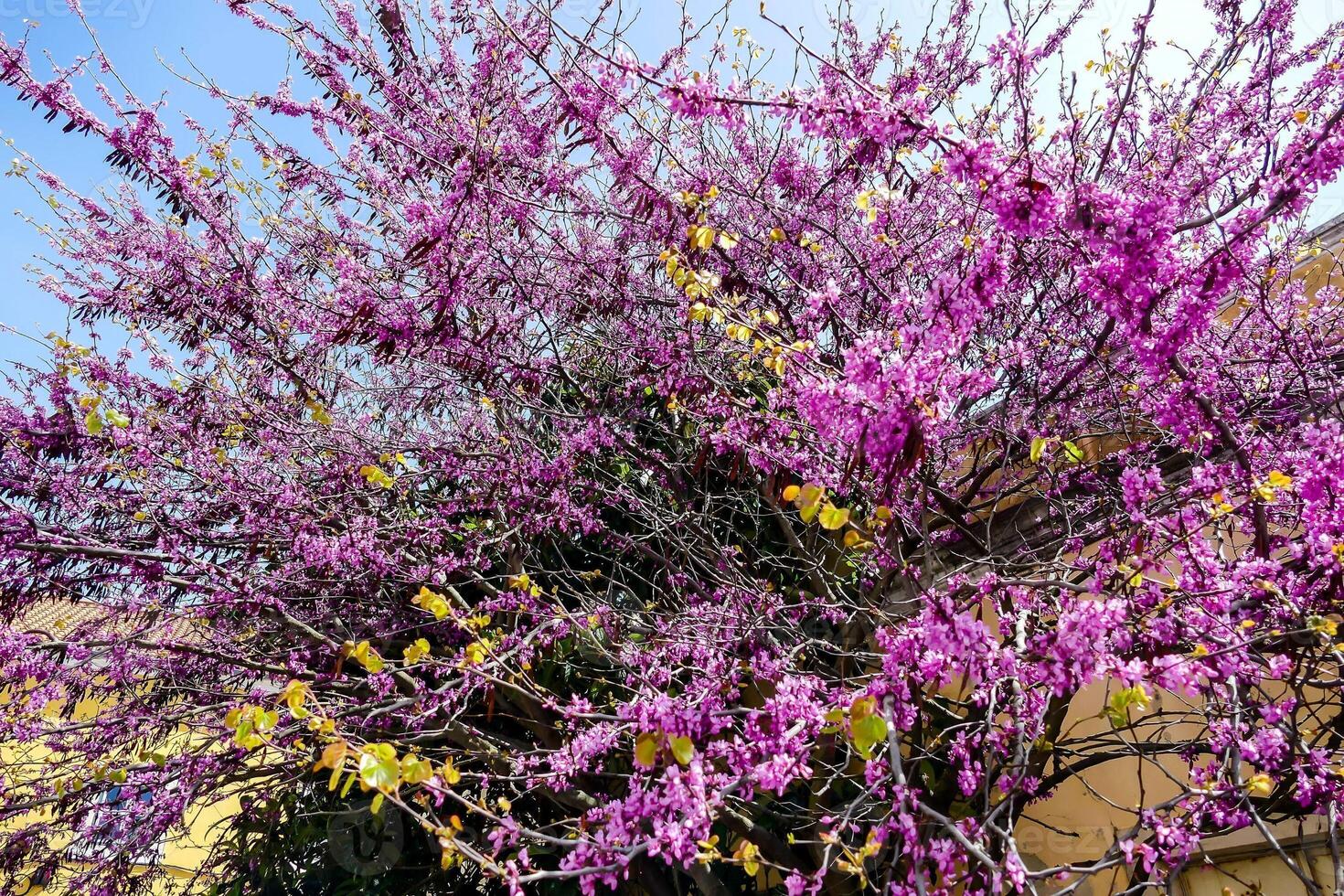 en träd med lila blommor i de Sol foto