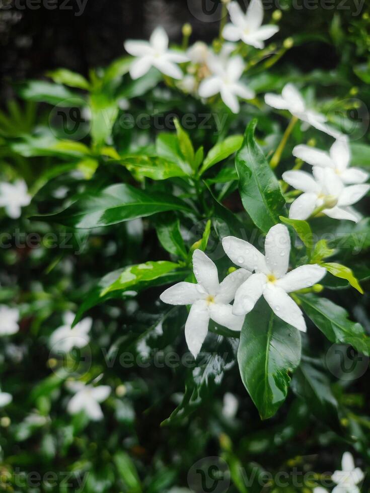 små vit skön vit gardenia jasminoides,tabernaemontana divaricata apocynaceae vanligen kallad pinwheelflower crape jasmin foto