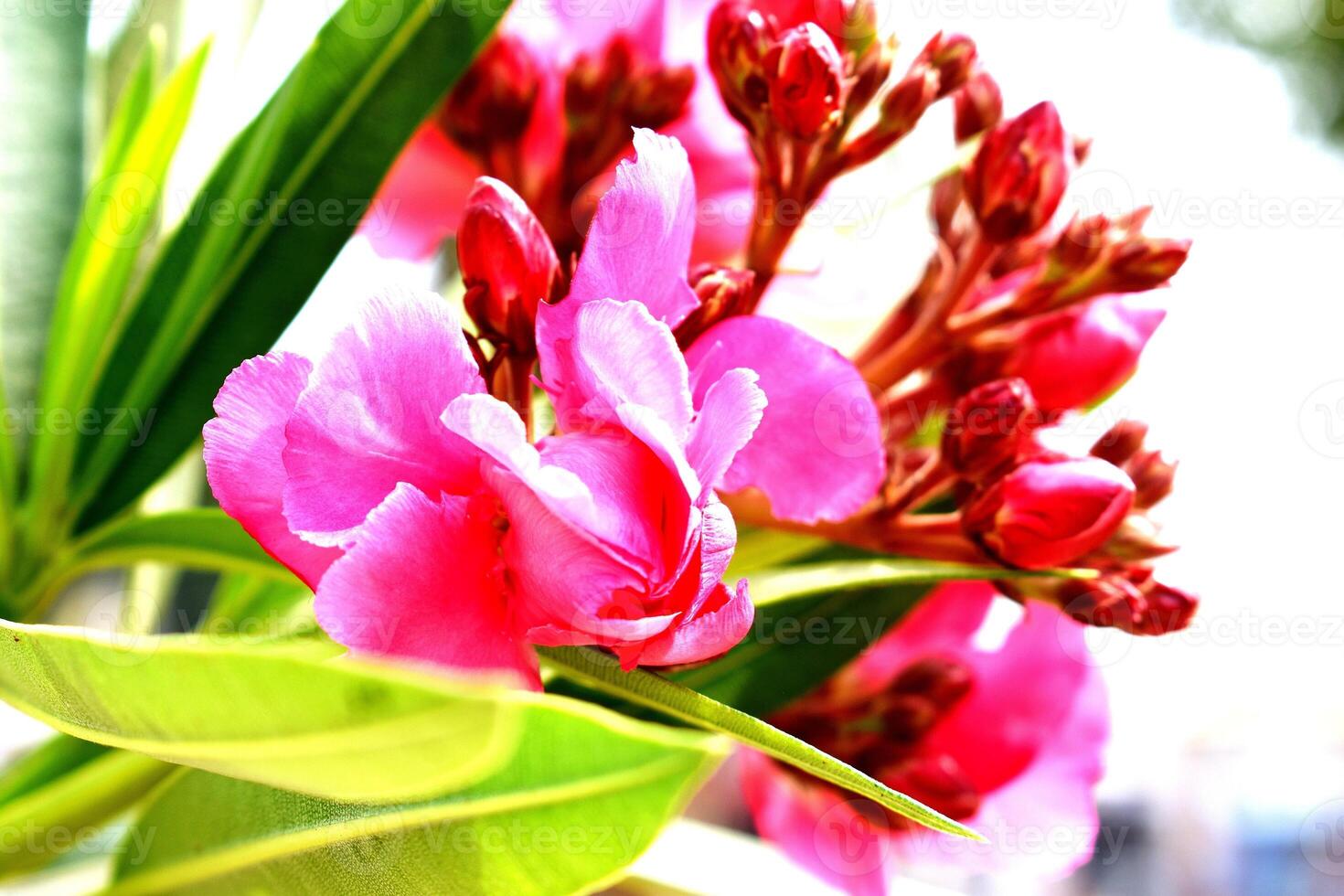 närbild av färsk rosa blommor foto