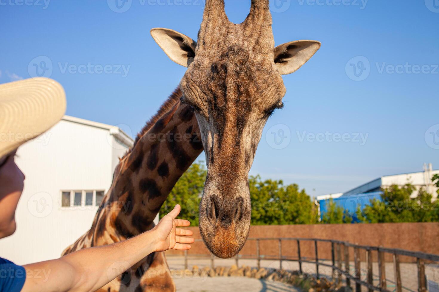 skön man stroke en giraff i de biopark. stänga kommunikation med vild afrikansk djur. en turist Lycklig, åtnjuter. tar vård. vegetarian. företag stänga upp foto