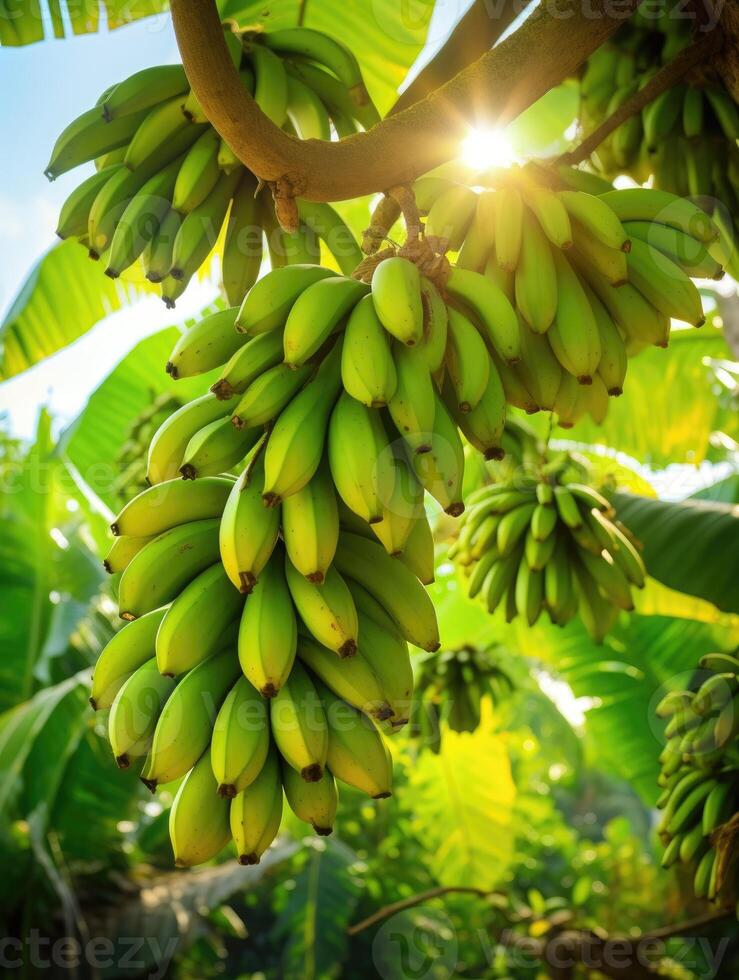 ai genererad bananer växande på träd. lantbruk och banan produktion begrepp. foto