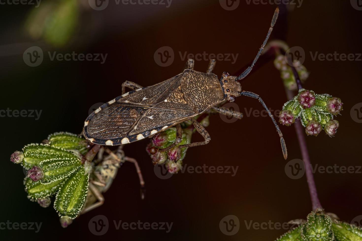 vuxen bladfotad insekt foto