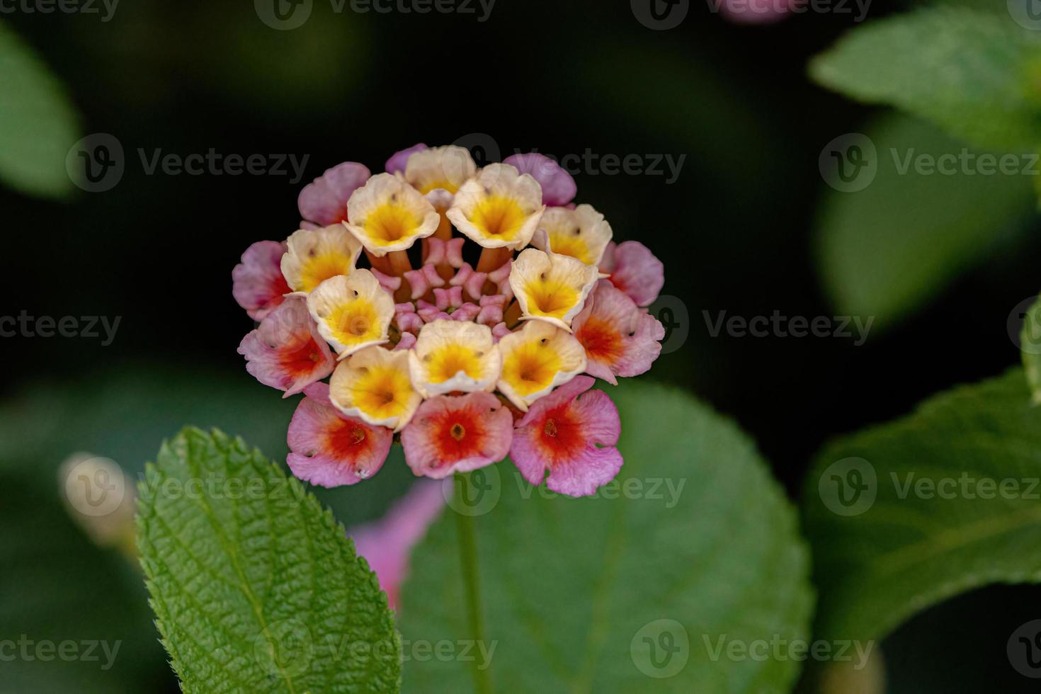 blomma av vanlig lantana foto