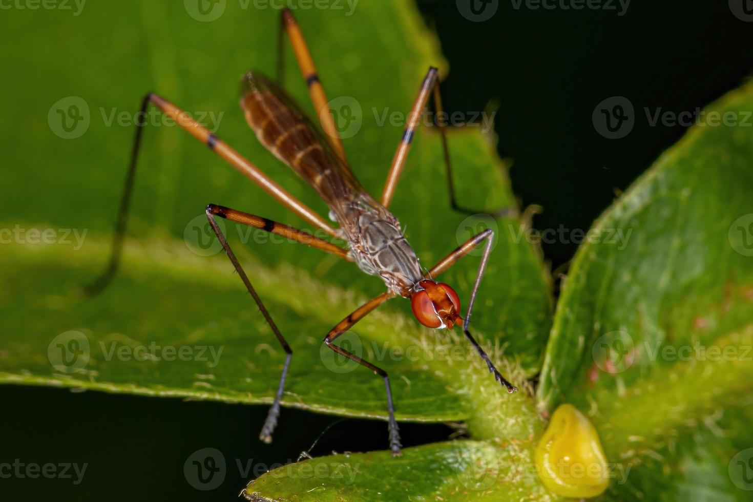 vuxen stilt-legged fluga foto