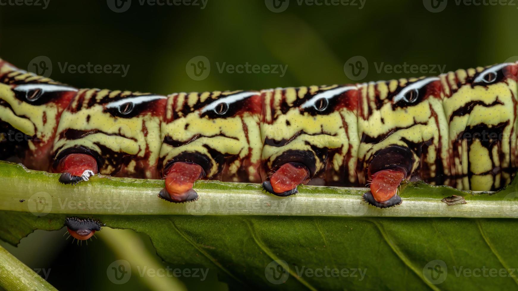 catterpillar av banded sfinxmal foto