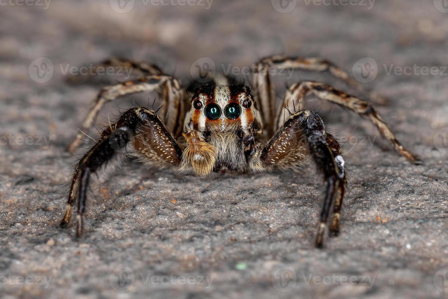 pantropisk hoppspindel foto