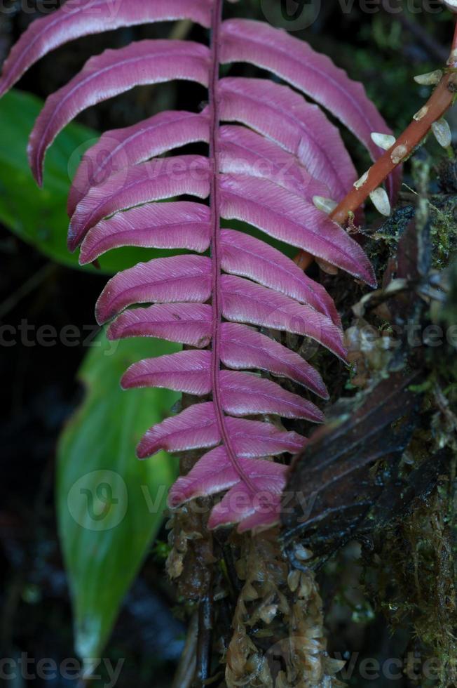 röd tropisk ormbunke, Andes molnskog, Ecuador foto