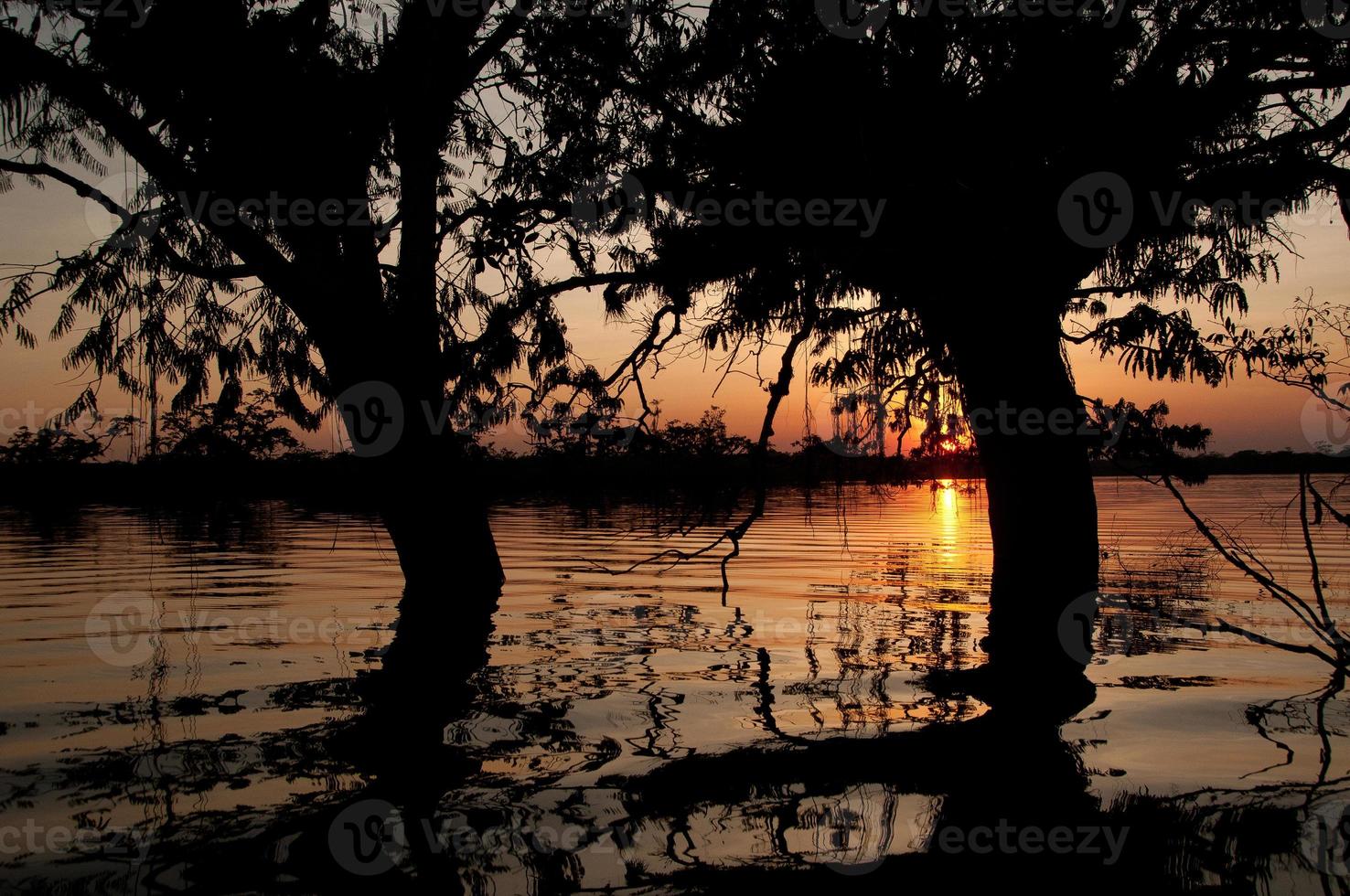 översvämmade träd, laguna grande, amazon foto