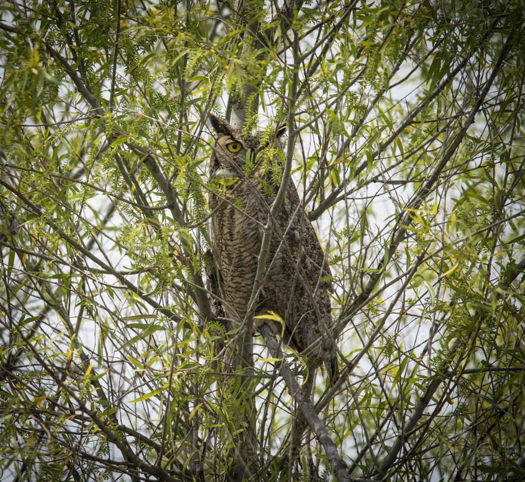 peekaboo stor hornuggla foto