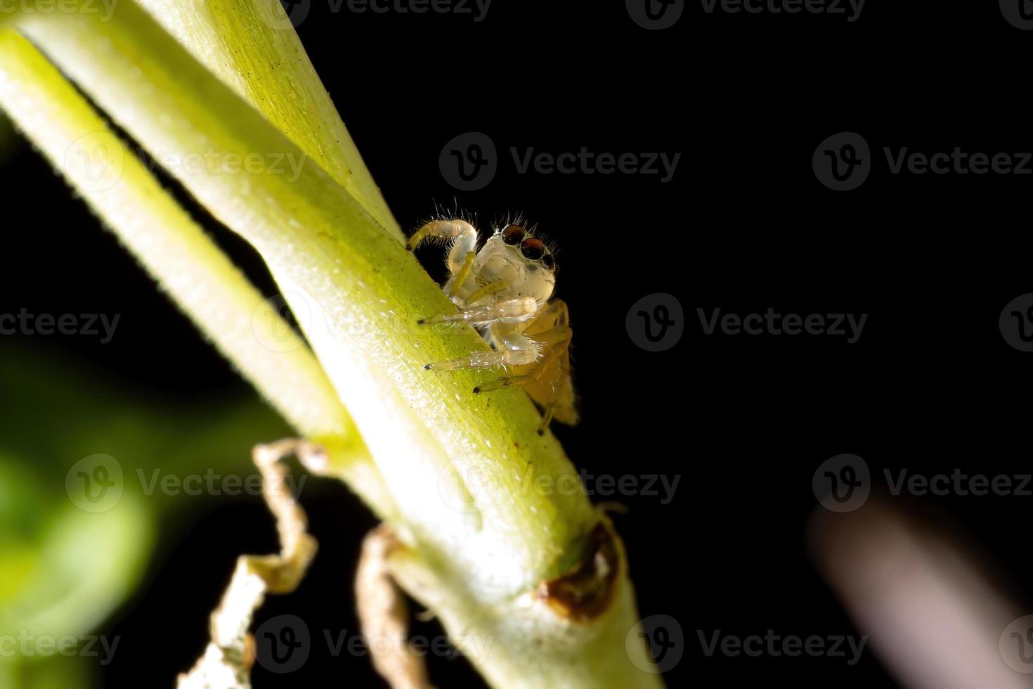 liten hoppande spindel foto