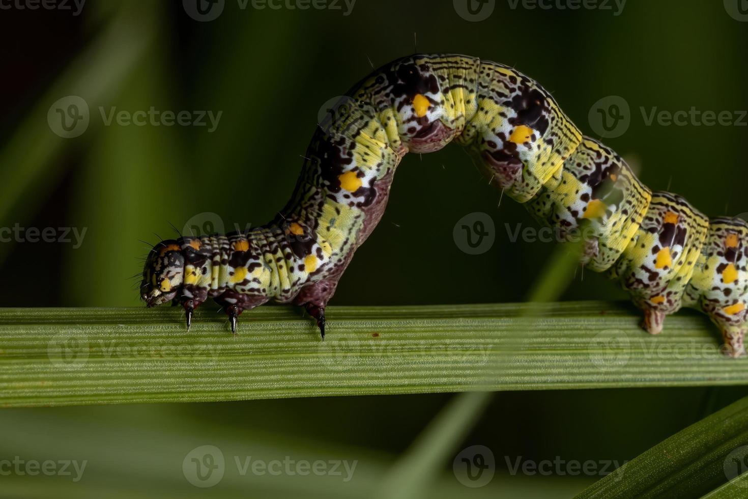 larv som äter ett blad foto