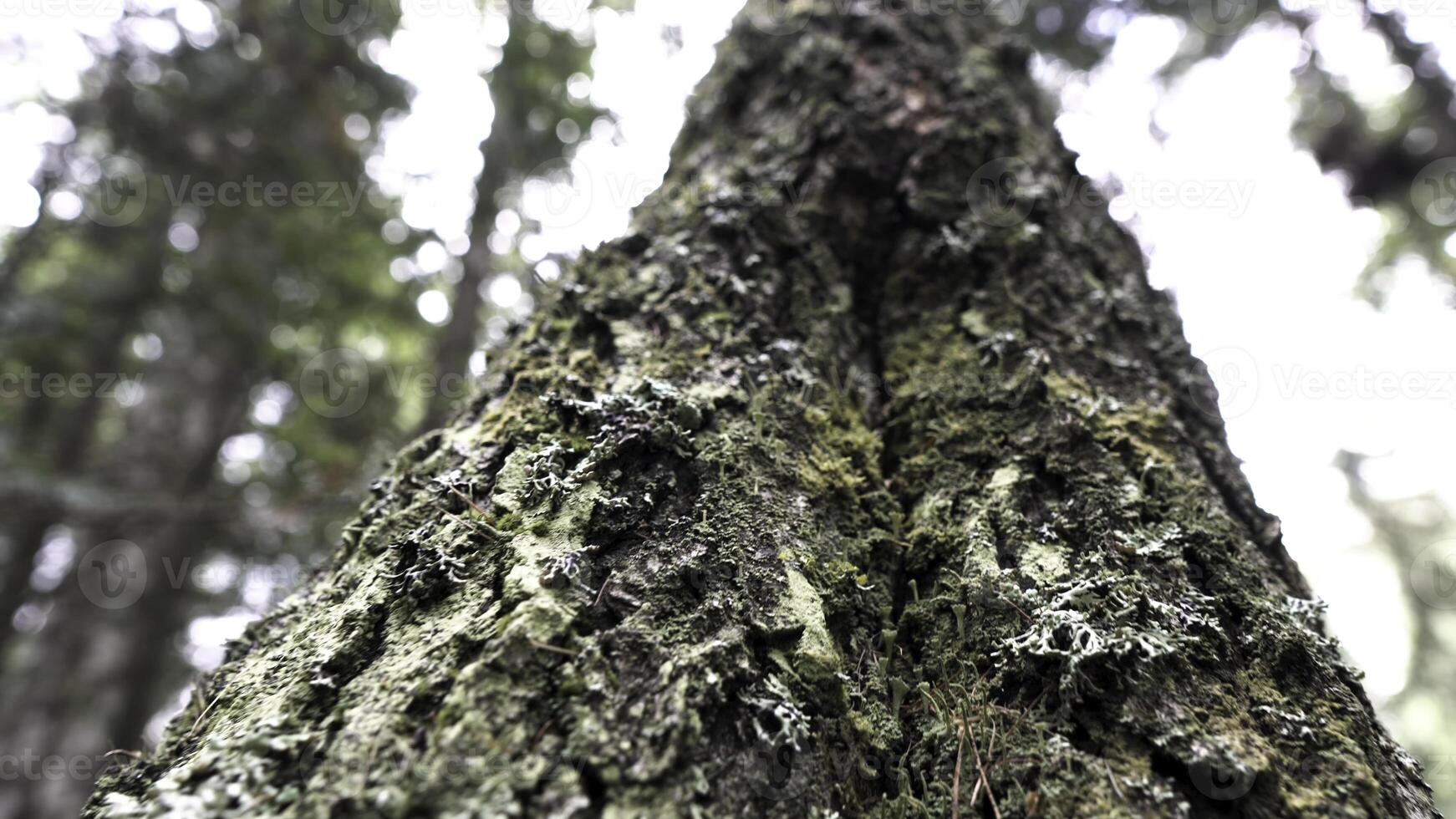 stänga upp av ett gammal träd trunk täckt förbi grön mossa på skog och molnig himmel bakgrund. stock antal fot. botten se av de trä- trunk textur. foto