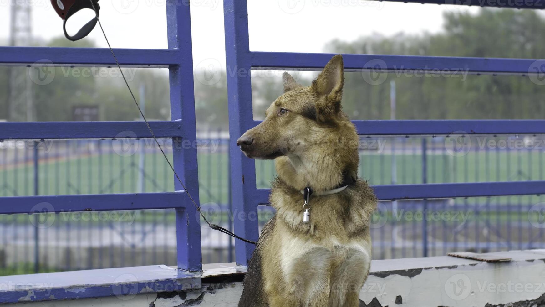 ensam bunden hund väntar för dess bemästra. skön brun hund kedjad utanför i de gård. hund väntar de ägare utomhus foto