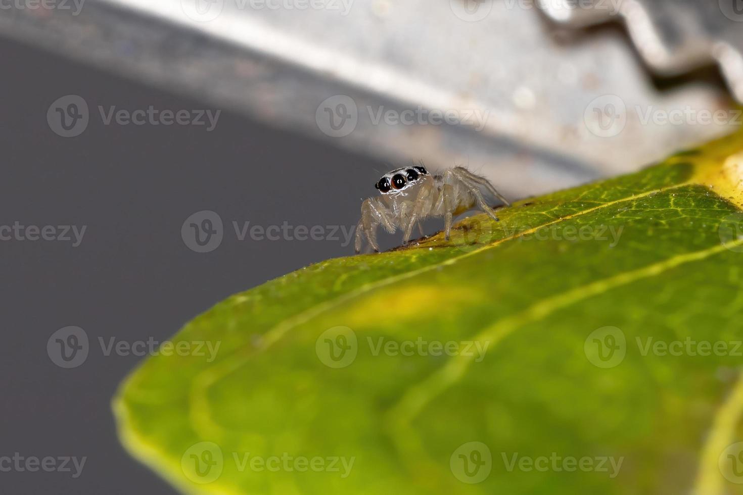 liten hoppande spindel foto