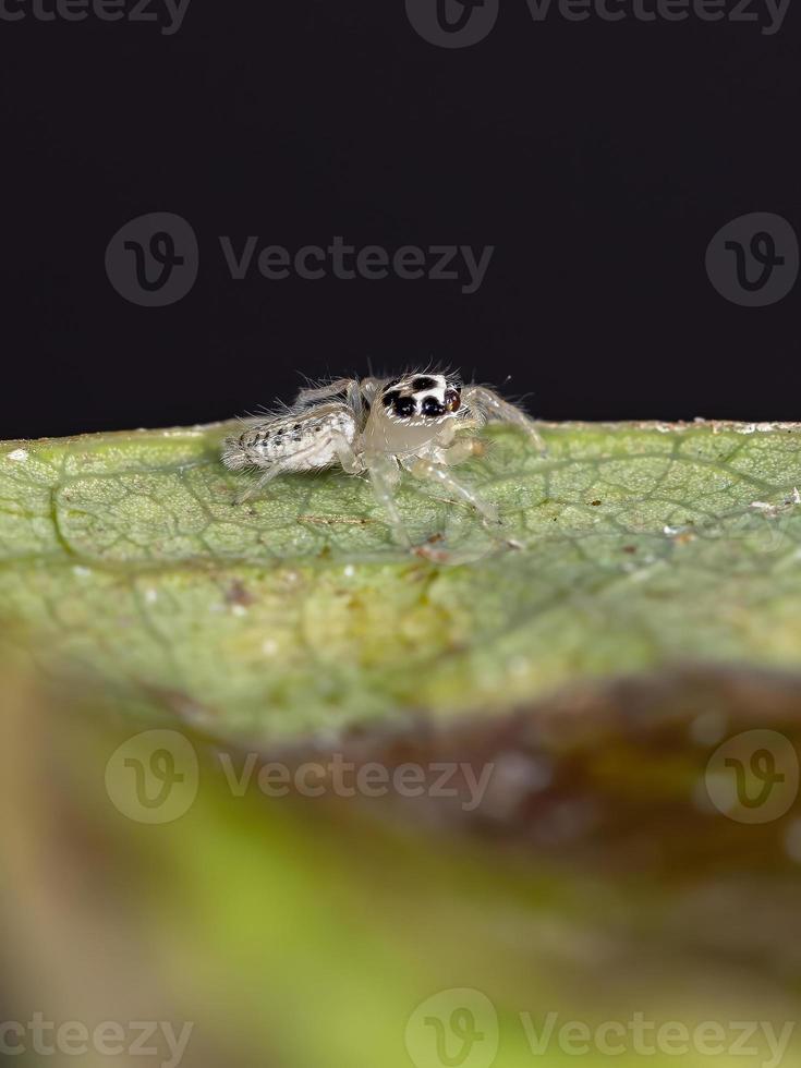 liten hoppande spindel foto