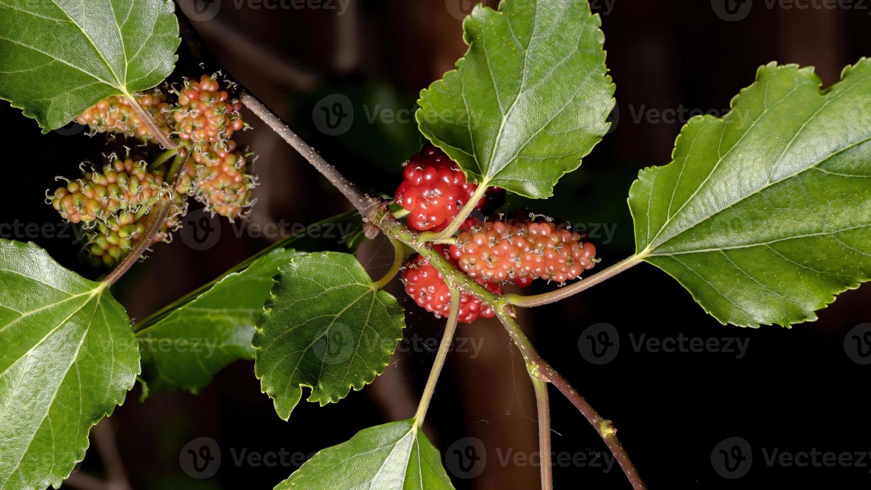 mullbärsväxt i detalj foto