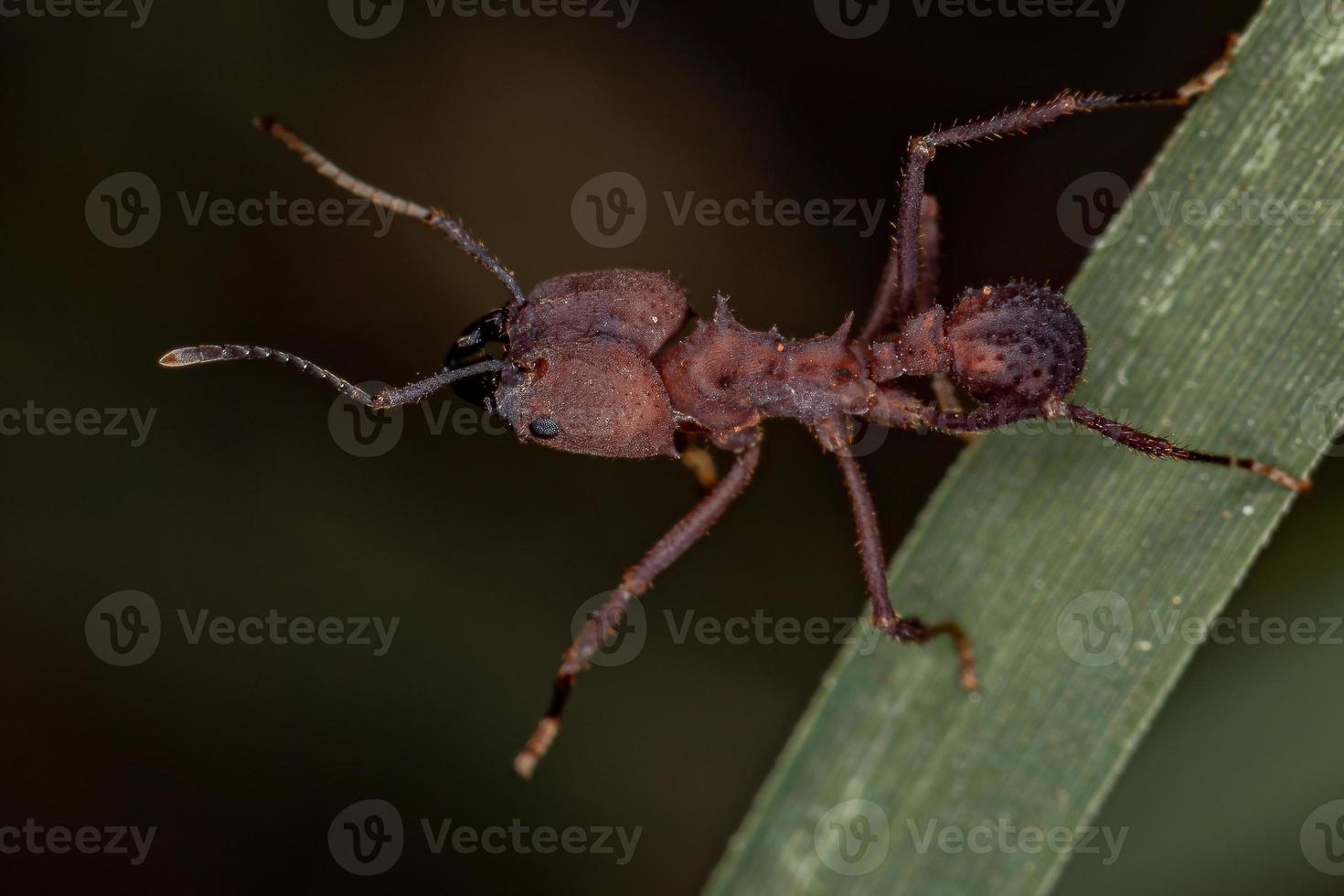 vuxen acromyrmex bladskärmyra foto