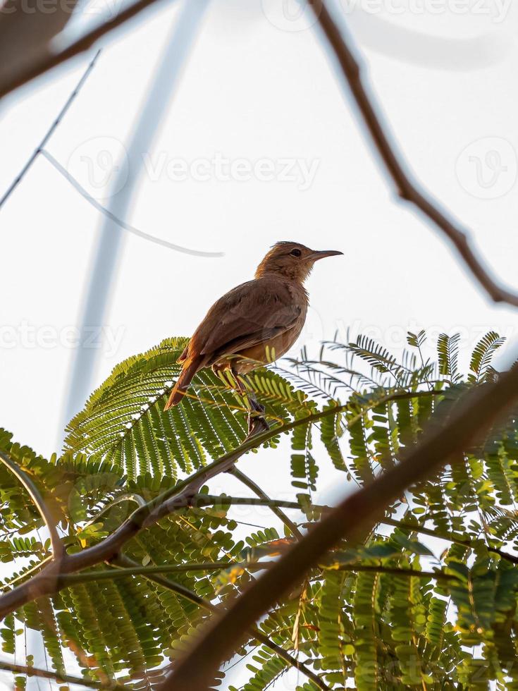 rufous hornero fågel foto