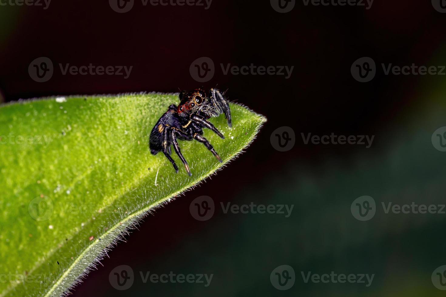 liten hoppande spindel foto