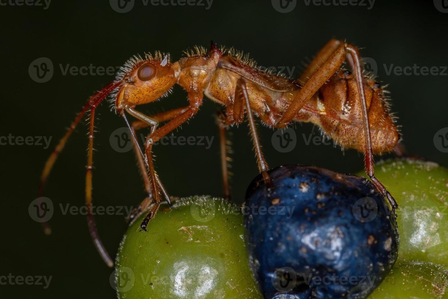 bredhövdad insektsnymf foto