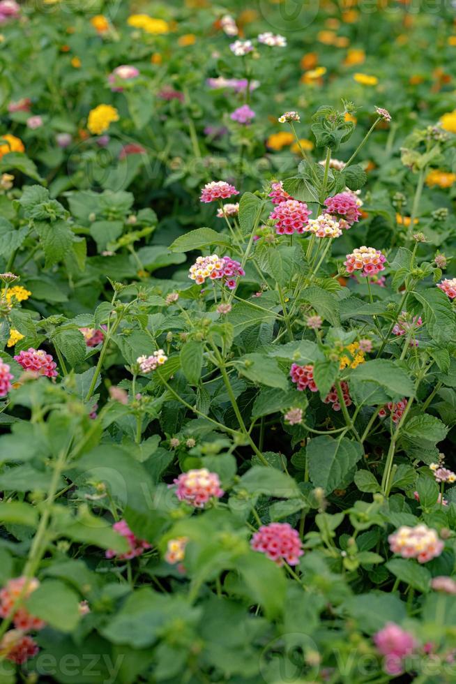 blomma av vanlig lantana foto