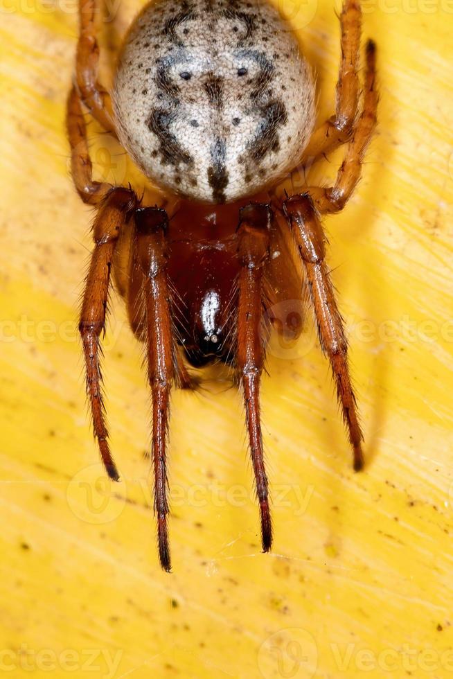 brasiliansk klassisk orbweaver foto