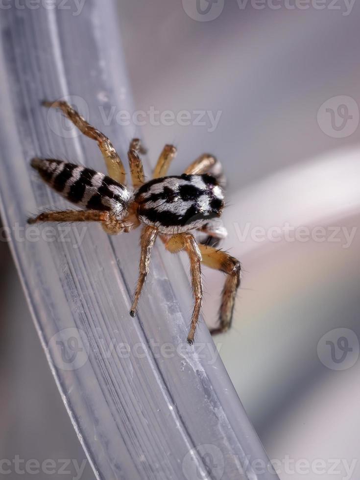 liten hoppande spindel av släktet psecas foto