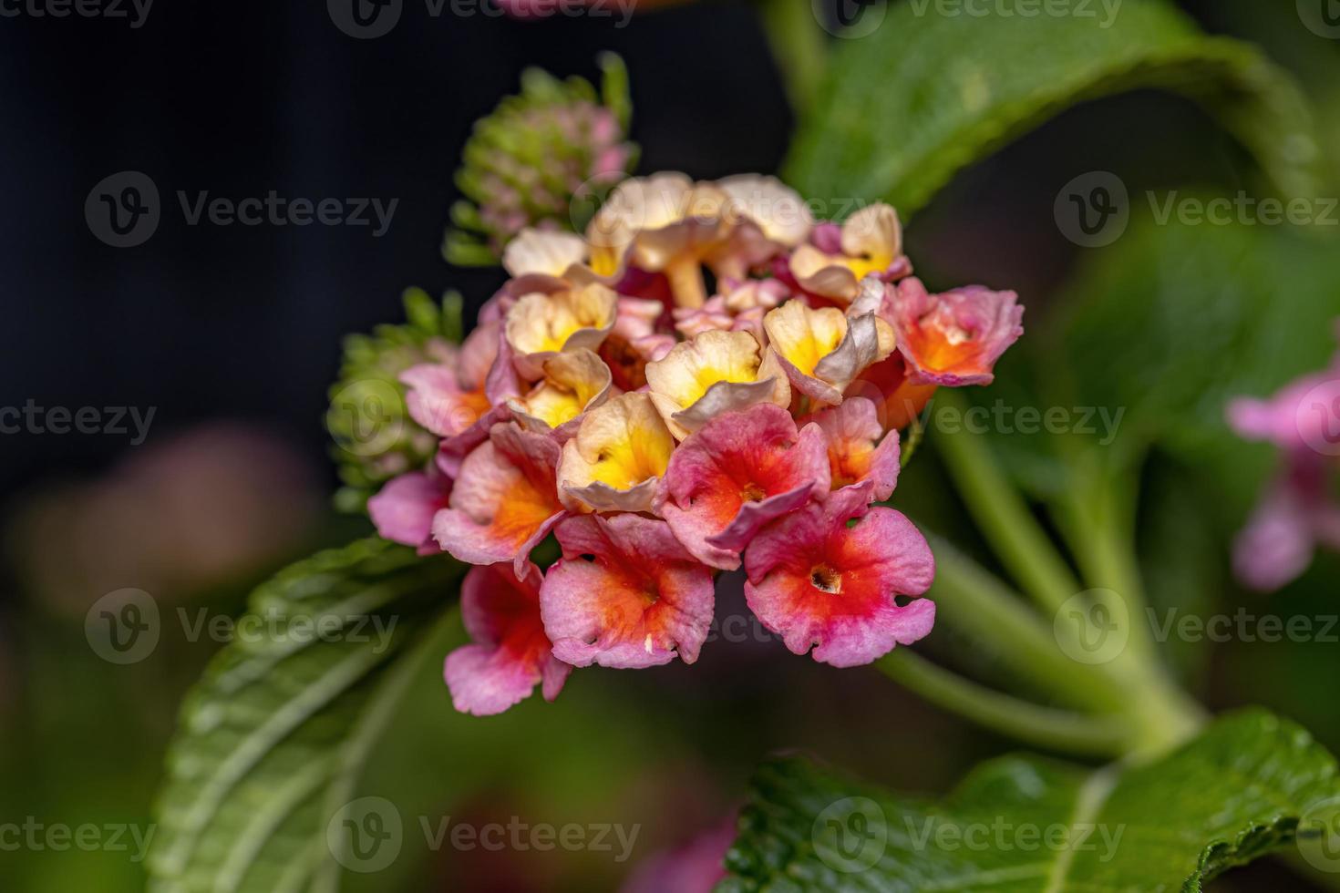 blomma av vanlig lantana foto