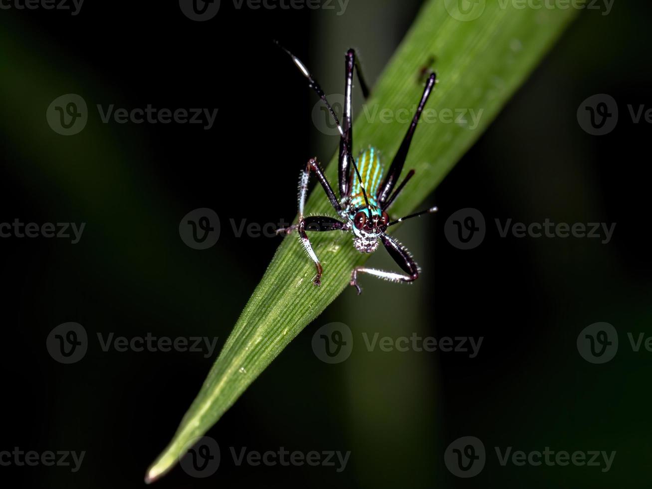 vuxen fananeropterin katydid foto