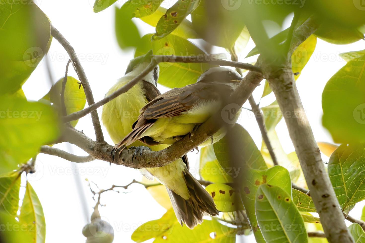 vuxen stor kiskadee foto