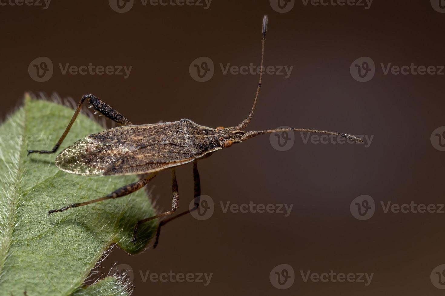 vuxen doftlös växtbugg foto