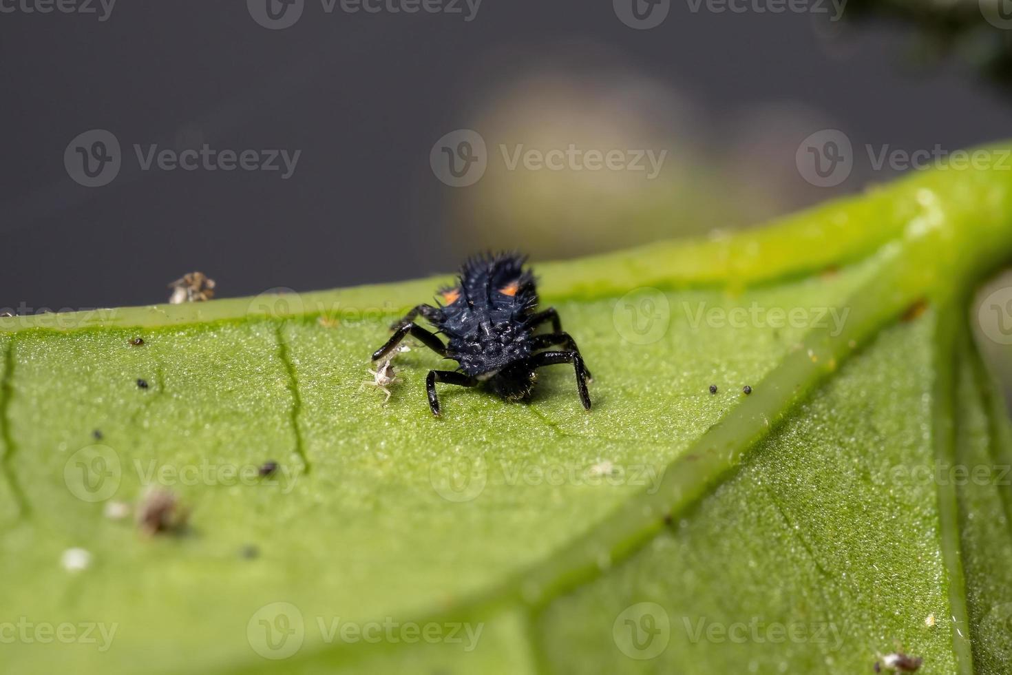 asiatiska lady beetle larver foto