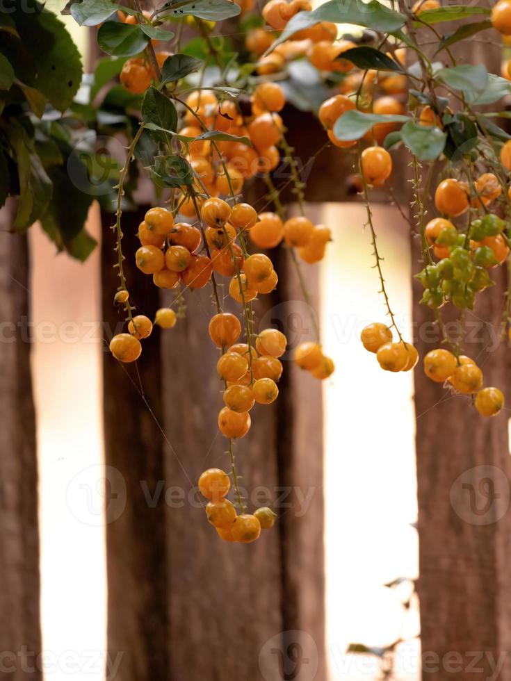 himmelblommiga gula frukter foto