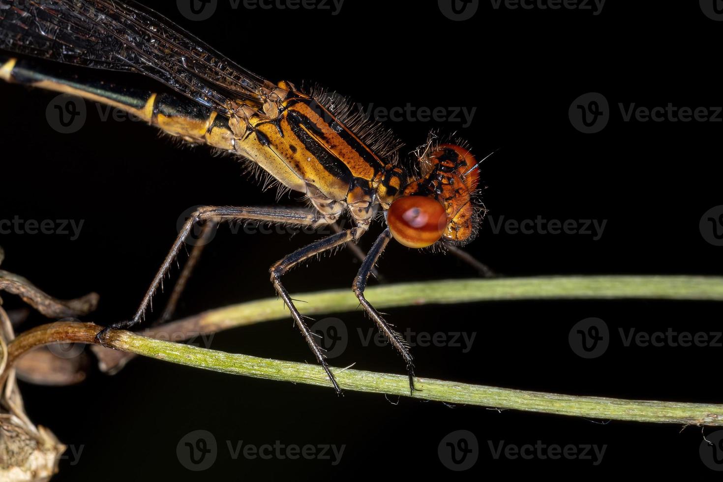 vuxen smalvingad damselfly foto