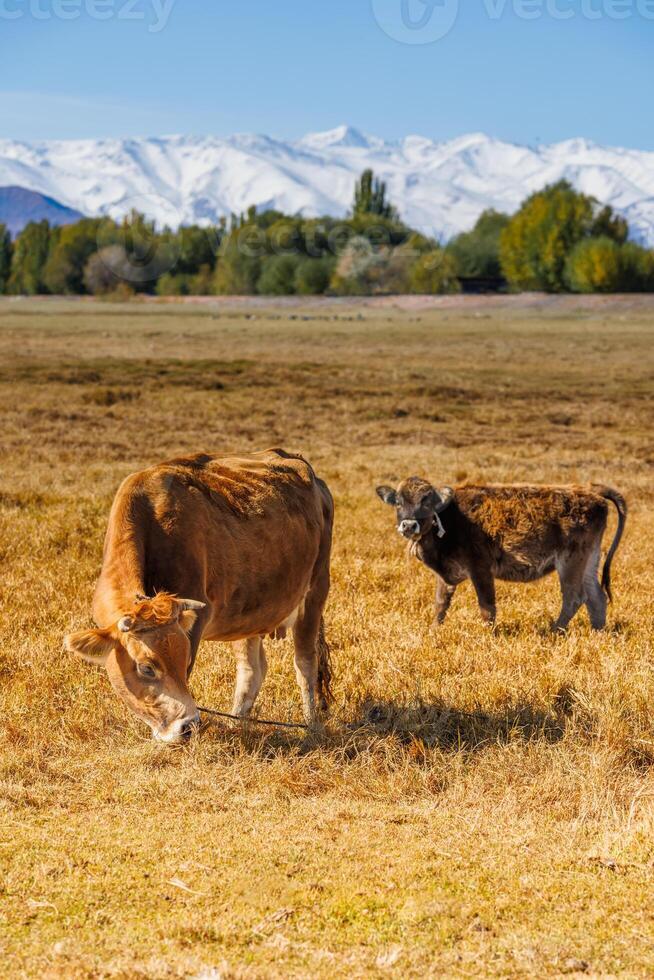 gul mjölk ko med tjur kalv är betning i främre av bergen solig höst eftermiddag foto