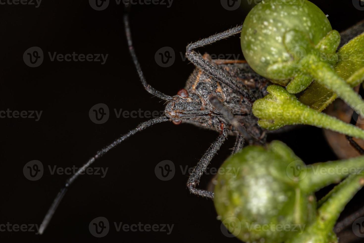 vuxen bladfotad insekt foto