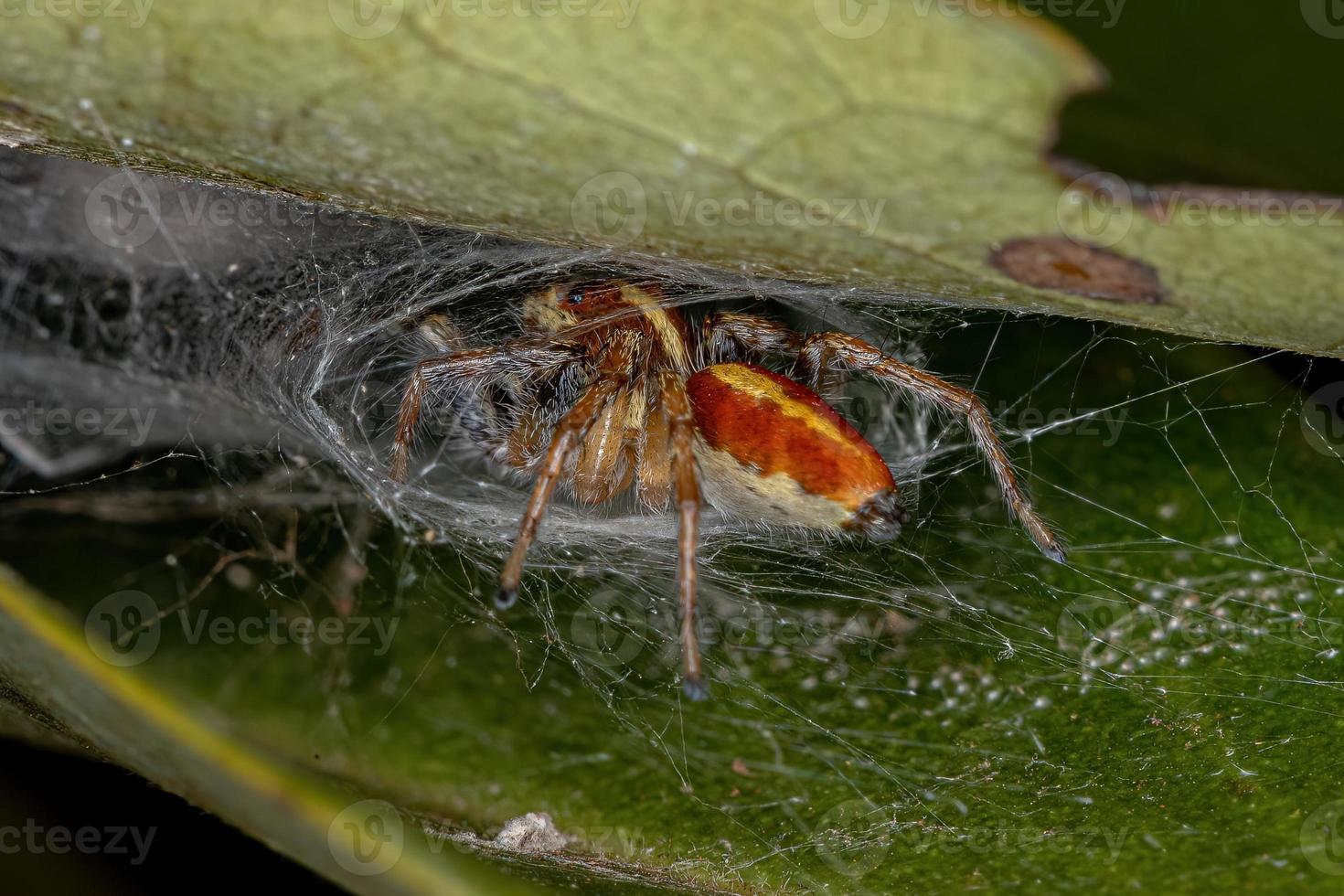 liten hoppande spindel foto