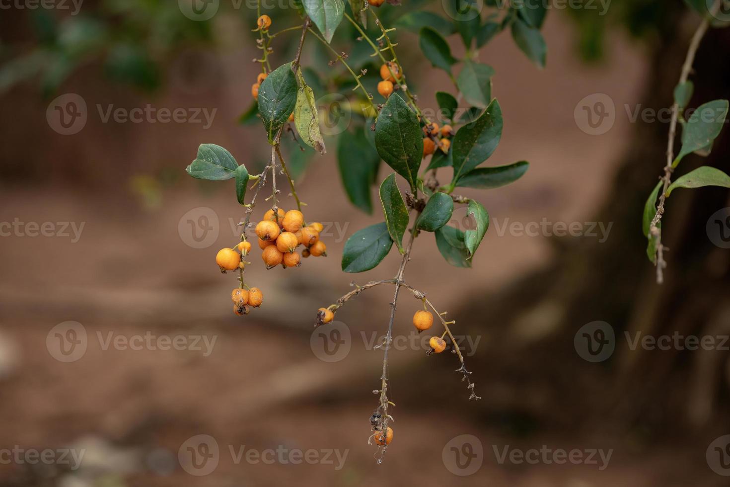 himmelblommiga gula frukter foto