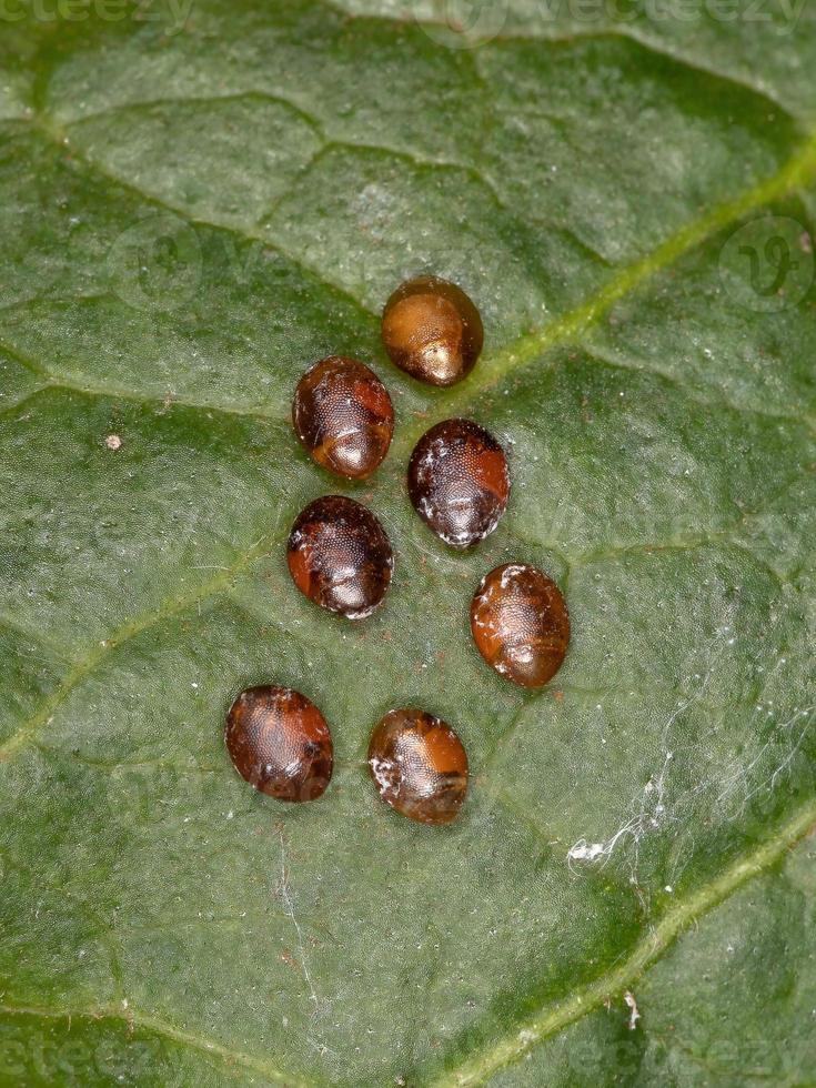 lövfotade insektsägg foto