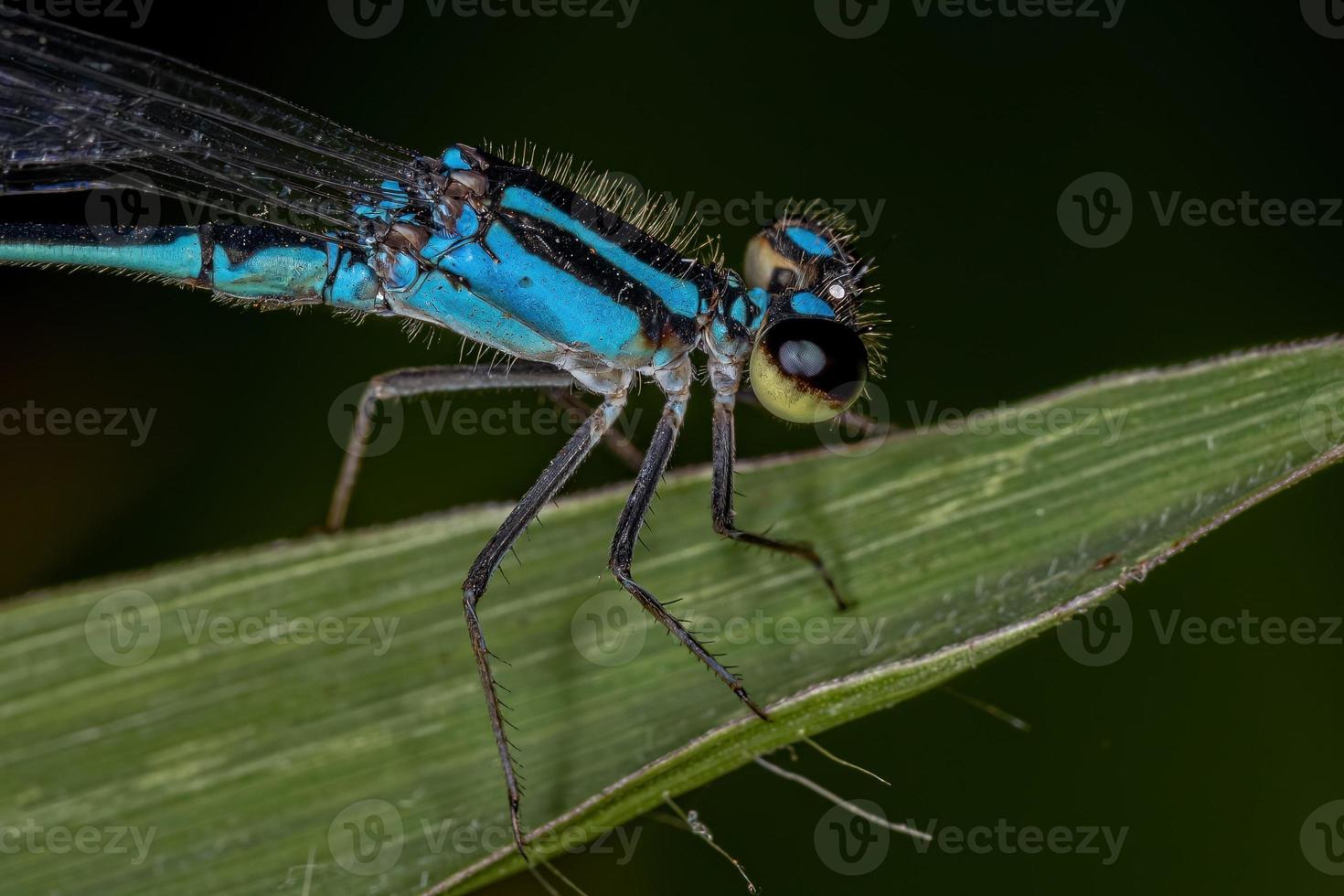 vuxen smalvingad damselfly foto