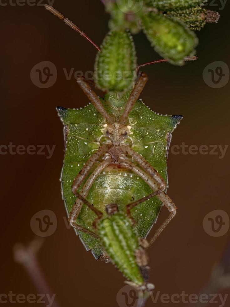 vuxen grön mage bug foto