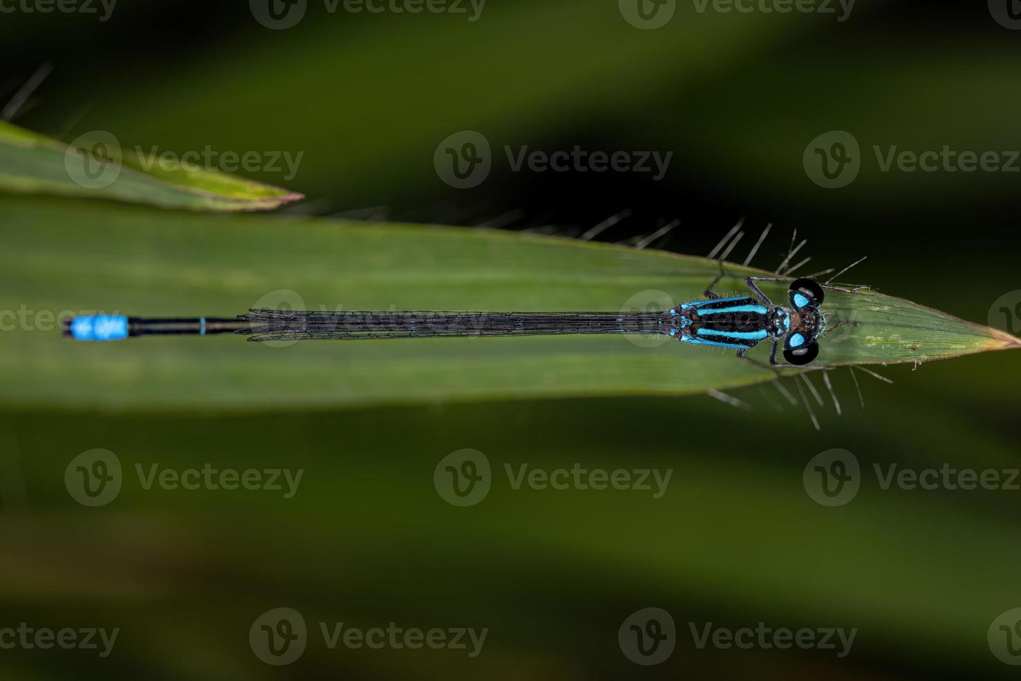 vuxen smalvingad damselfly foto